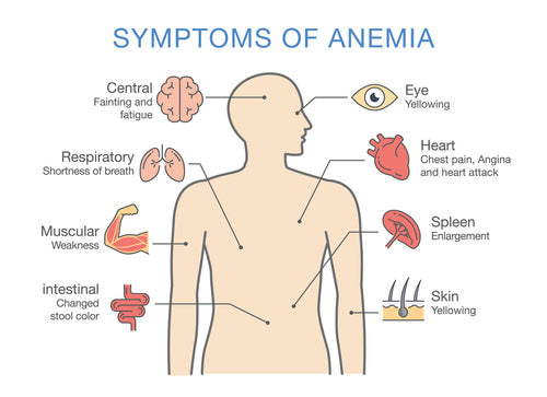 Understanding Aaemia: The Basics