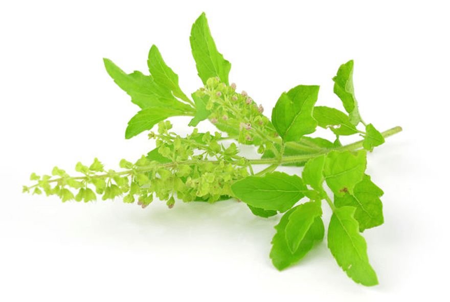 Tulsi as a Natural Remedy for Coughs and Colds