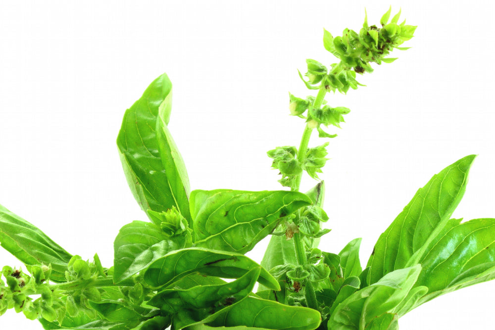 6 Useful Ayurvedic Herbs You Must Know About